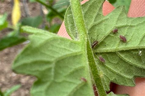 Aphids On Tomato Plants (Treatment and Prevention) - Geeky Greenhouse