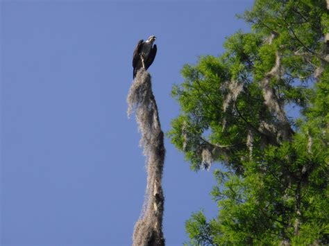 Harris Chain of Lakes - Mount Dora Boating Center & Marina | Mount Dora ...