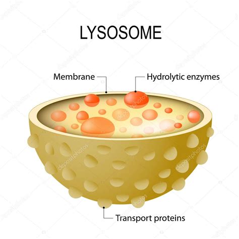 Lysosome Structure