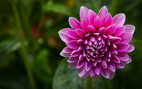 Pink dahlia wallpaper | nature and landscape | Wallpaper Better