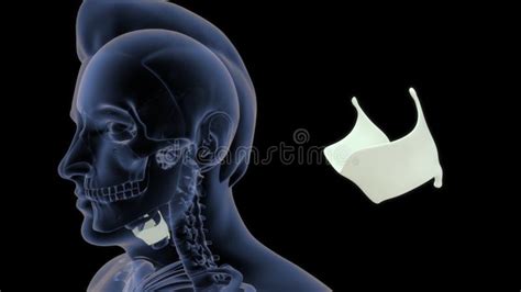 Location of Thyroid Cartilage in Human Stock Illustration ...