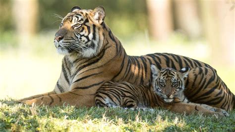 Meet the 1st tiger cubs ever born at Disney World - Good Morning America