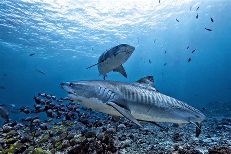 9 Top Dive Sites Around Hawaii's Big Island