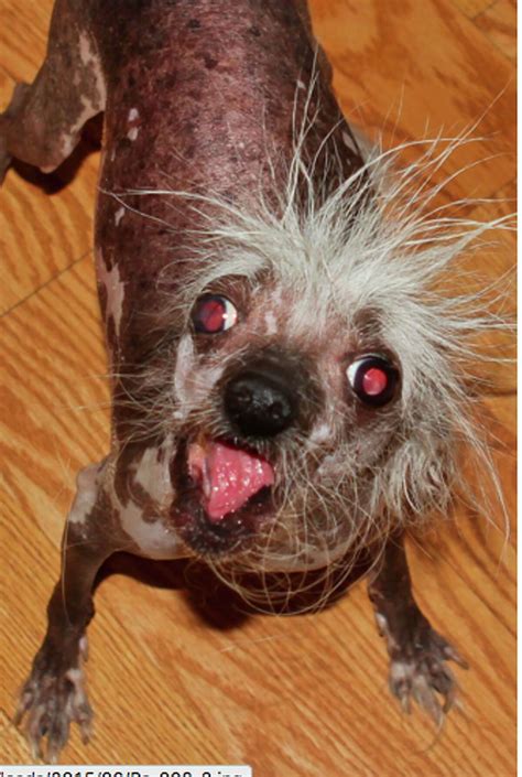 Meet the adorably ugly pups of the World’s Ugliest Dog competition