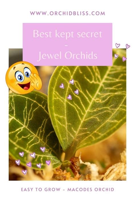 Jewel Orchid Care - The Complete Guide - Orchid Bliss