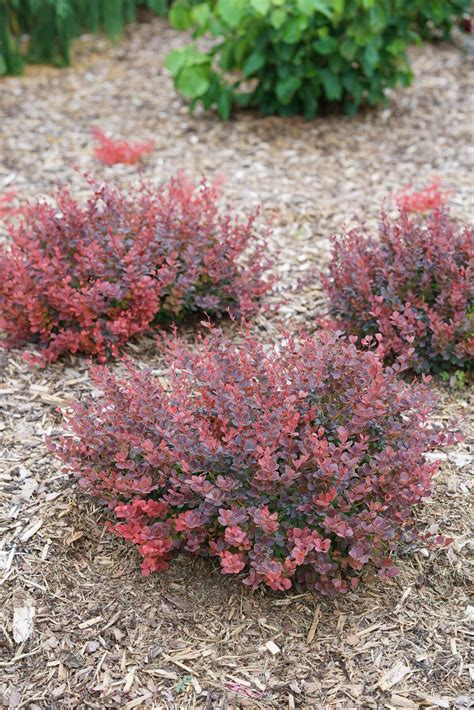 Sunjoy Mini Maroon® - Barberry - Berberis thunbergii | Proven Winners