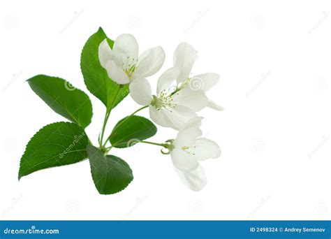 Apple-tree Blossom stock photo. Image of outdoors, ornament - 2498324