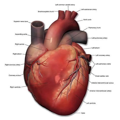 Heart Anatomy | Desktop Wallpapers