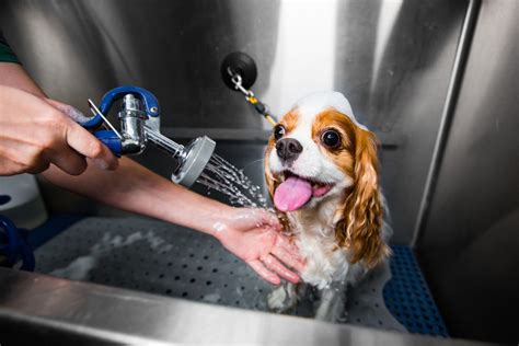 How to Bathe Your Dog