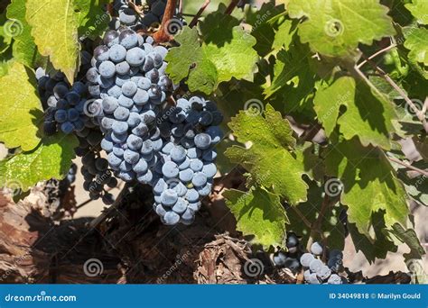 Merlot Grape Clusters stock photo. Image of marilyn, fruit - 34049818