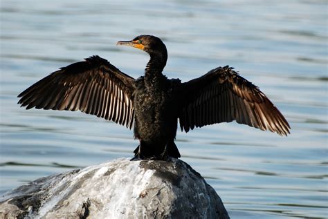 Anhinga vs Cormorant- Difference Between Anhinga & Cormorant