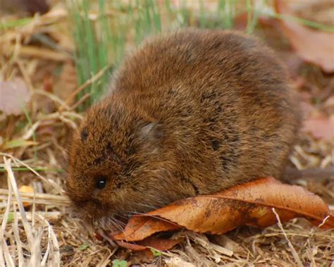 Eastern Meadow Vole - Facts, Diet, Habitat & Pictures on Animalia.bio