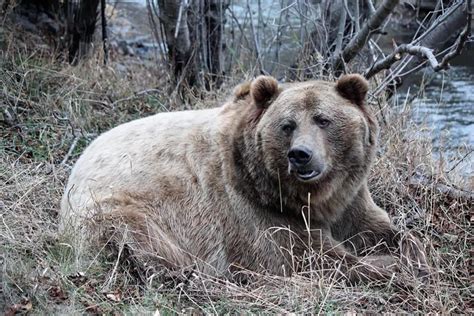 Montana Grizzly Encounter Says Goodbye to Beloved Bear