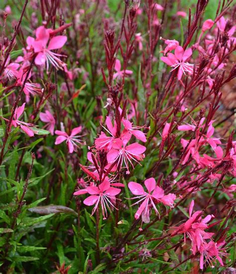 Gaura lindheimeri 'Belleza Dark Pink'