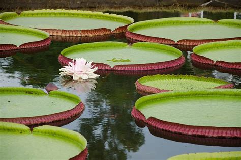 The Coolest Plants In The Amazon Rainforest - Rainforest Cruises