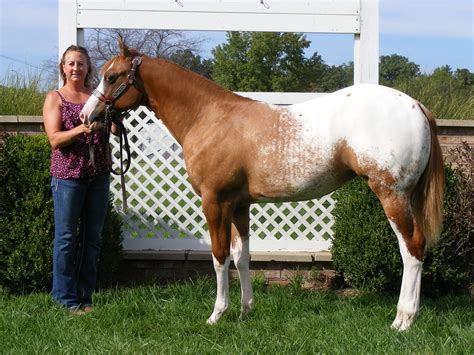 Appy blanket | Appaloosa horses, Pretty horses, Horses