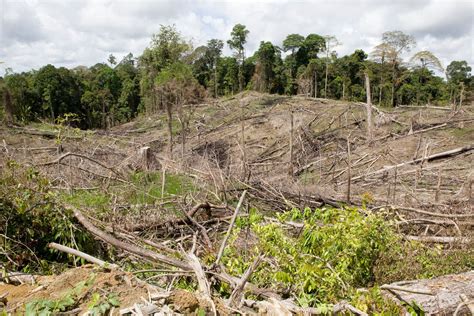 What is forest degradation and why is it bad for people and wildlife ...