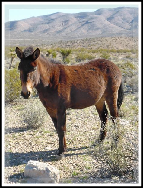 Ken's Photo Gallery: Mule (Equus Mule)