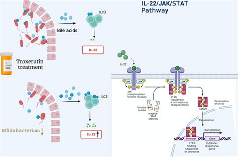 Frontiers | Signaling pathways and targeted therapeutic strategies for ...