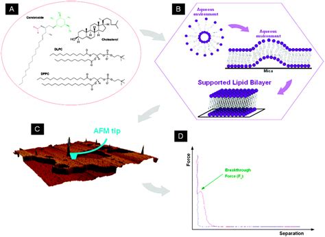 Impact of galactosylceramides on the nanomechanical properties of lipid ...