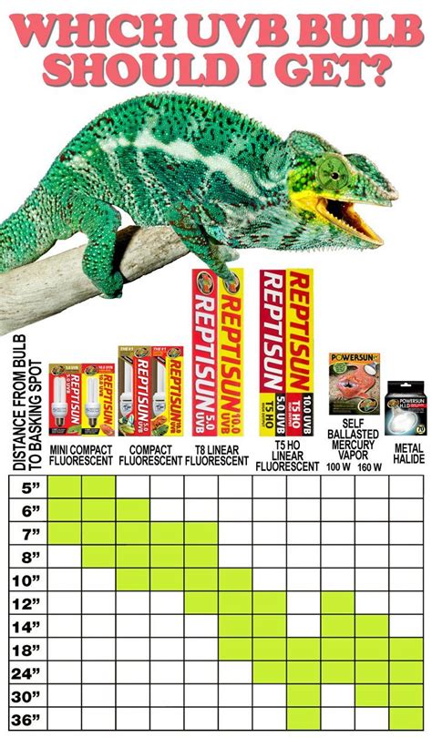 totally free sweet chameleon pet diet one of a kind | Chameleon pet ...