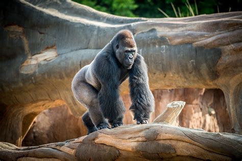 Gorilla Habitat Cam - The Houston Zoo | Houston zoo, Gorilla, Habitats