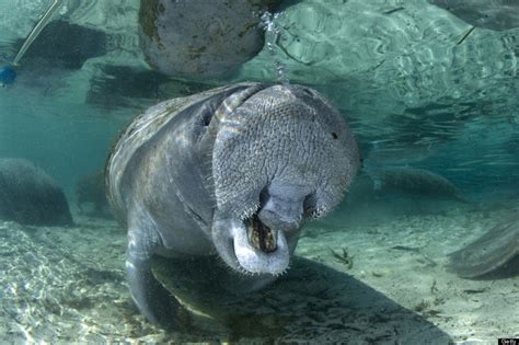 20 Photos Of Manatees Doing Manatee Things And Being Very Cute (PHOTOS ...