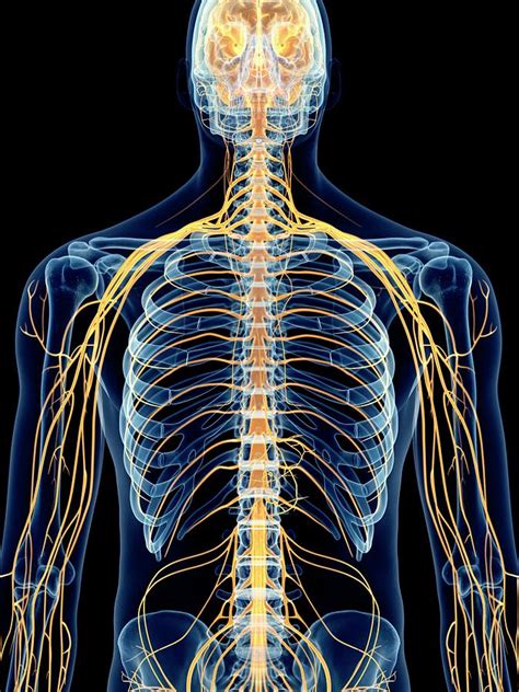 Human Intercostal Nerves by Sebastian Kaulitzki/science Photo Library