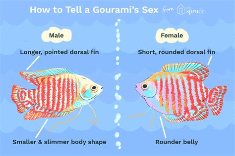 Gourami fish: Characteristics, types, habitat, care and more...