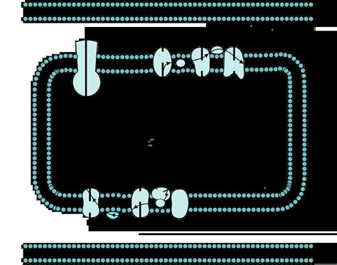 Mitochondrial Electron Transport Chain Quiz