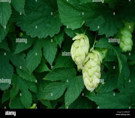 Green leaves and fruits of hop Stock Photo - Alamy