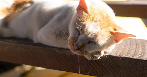 Why Is My Cat Drooling? Common Causes — Pumpkin®