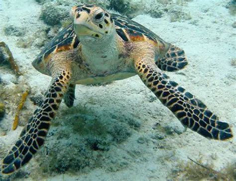 Hawksbill Sea Turtle Facts | Anatomy, Diet, Habitat, Behavior - Animals ...