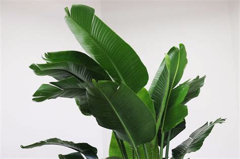 Bird of Paradise (Extra Large) – Potted Plants, Delivered by Léon ...