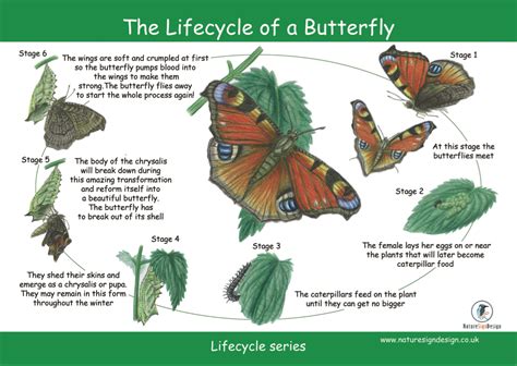 butterfly life cycle | Stages of a butterfly, Very hungry caterpillar ...