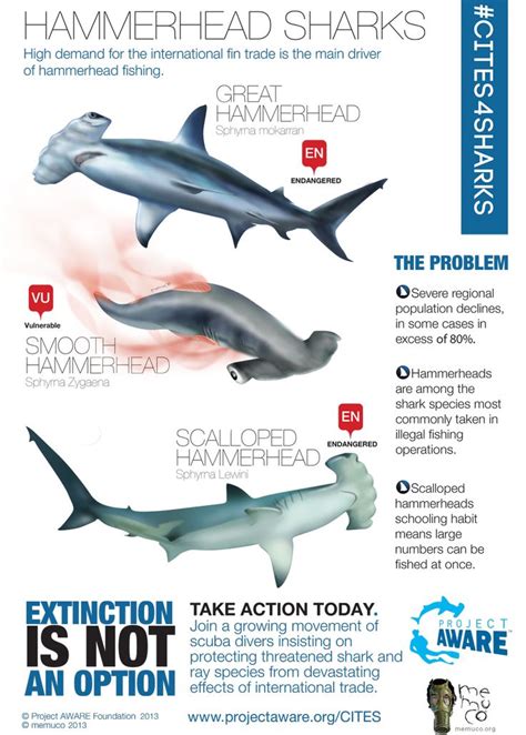 Hammerhead Infographic from PADI- Project Aware | Hammerhead shark ...