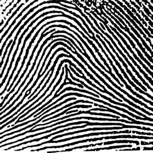 Tented Arch - Deciphering Your Own Fingerprints - American Academy of ...