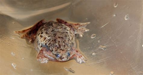 African Frog Care - AMPHIPEDIA