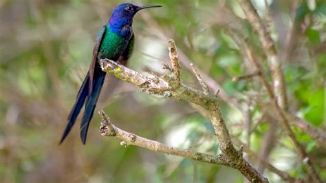 Swallow-Tail Hummingbird: National Bird of Jamaica - A-Z Animals