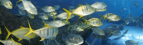 Golden Trevally - Georgia Aquarium