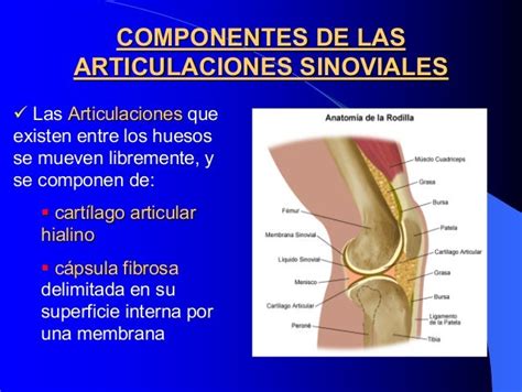 Liquido sinovial