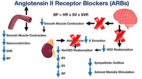 Angiotensin II Receptor Blockers (ARBs): Indications, Side Effects ...