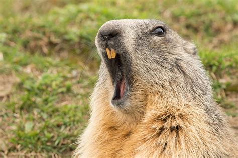 Twelve Really Cool Facts About Groundhog Day You Can't Wait to Know!