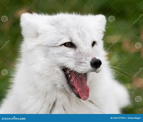 Arctic Fox Playing With A Cub Stock Photography | CartoonDealer.com ...