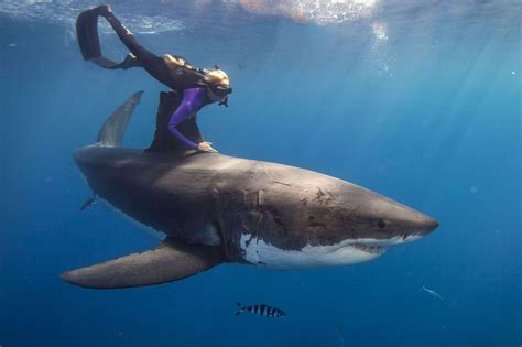 13 Unbelievable Shark-Human Encounters Caught on Camera - Page 2 of 3