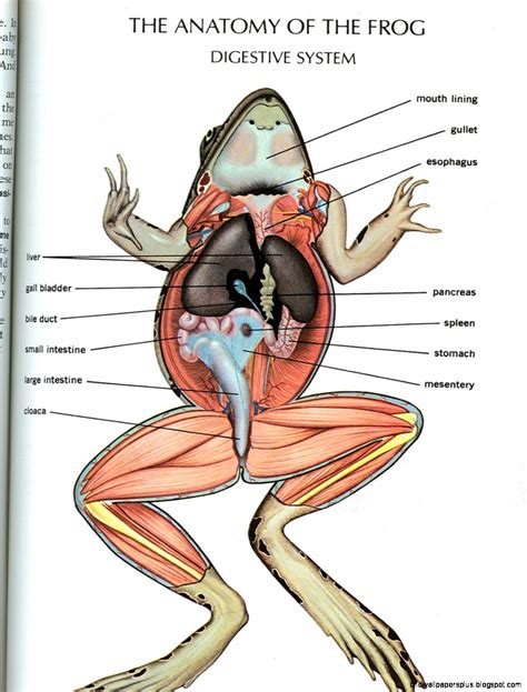 Frog Anatomy | HD Wallpapers Plus