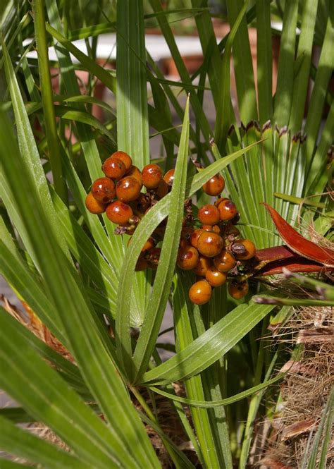 Chamaerops humilis - Trees and Shrubs Online