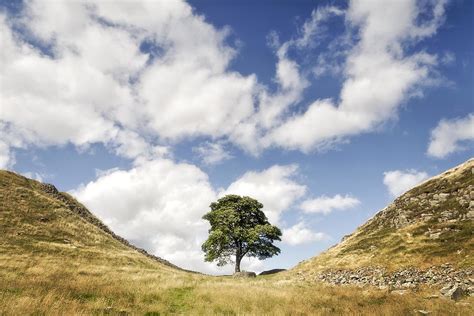 Sycamore Gap Hadrian's Wall Photograph by Chris Frost - Pixels