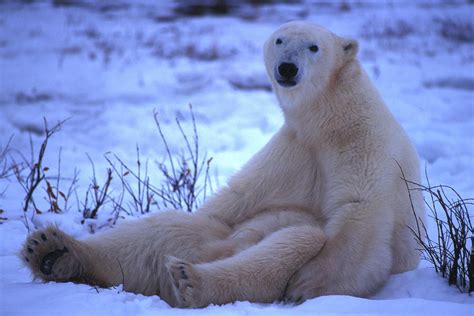 A Polar Bear Sits In The Snow Photograph by Nick Norman