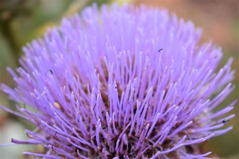 Cynara cardunculus | Shop Well Established Cynara | Proctors Nursery